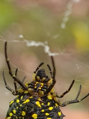 Gasteracantha sanguinea