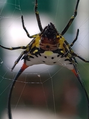 Gasteracantha sanguinea