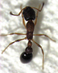 Cardiocondyla minutior