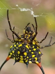 Gasteracantha sanguinea