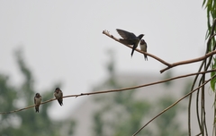 Hirundo rustica