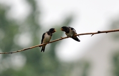 Hirundo rustica