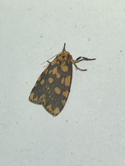 Miltochrista quadrilineata