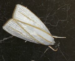 Cryptophasa flavolineata