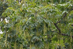 Pterocarya stenoptera