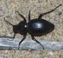 Tentyria mucronata