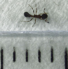 Cardiocondyla minutior