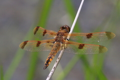 Libellula semifasciata