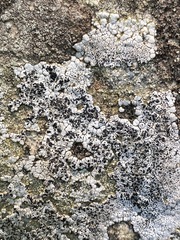 Lecanora oreinoides