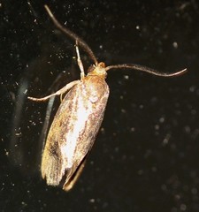 Pycnocera hypoxantha