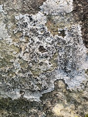 Lecanora oreinoides