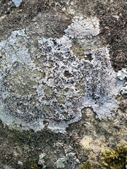 Lecanora oreinoides