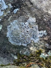 Lecanora oreinoides