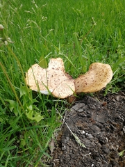 Cerioporus squamosus