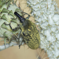 Larinus latus
