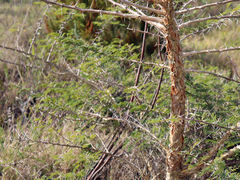 Vachellia sieberiana