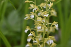 Oreorchis patens