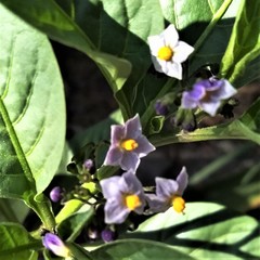 Solanum corymbosum