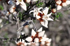 Cryptandra magniflora