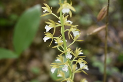 Oreorchis patens