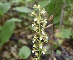 Oreorchis patens