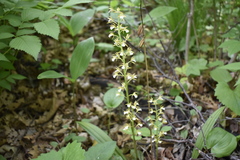 Oreorchis patens