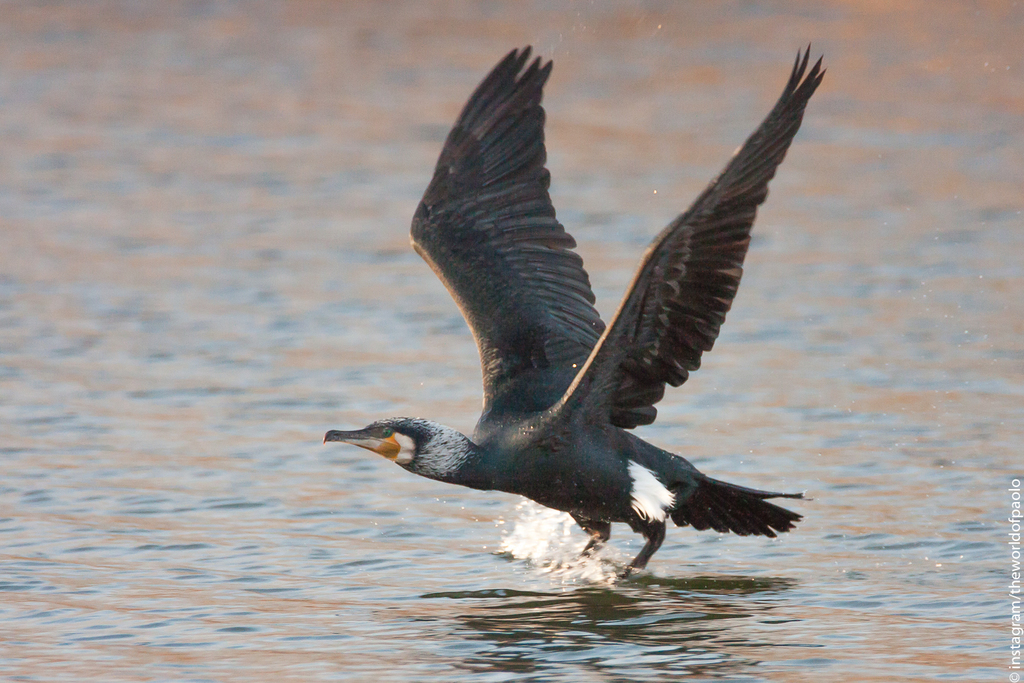 Grand Cormoran