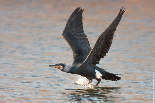 Cormorán grande (Phalacrocorax carbo)