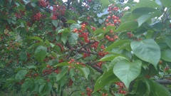 Prunus pseudocerasus