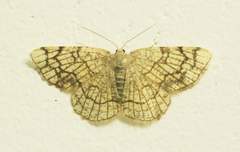 Stegania dilectaria