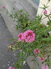 Centranthus ruber