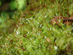 Herzogiella seligeri