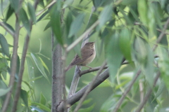 Acrocephalus palustris