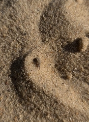 Myrmeleon formicarius