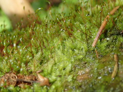 Herzogiella seligeri