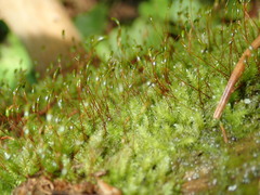 Herzogiella seligeri