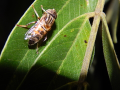 Eristalinus quinquelineatus