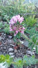 Anthyllis vulneraria iberica