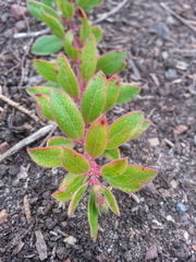Arctostaphylos franciscana
