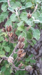 Cistus creticus eriocephalus