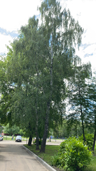 Betula pendula