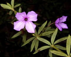 Tetratheca ericifolia