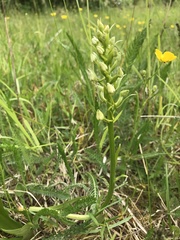 Platanthera bifolia