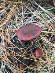 Tubaria rufofulva
