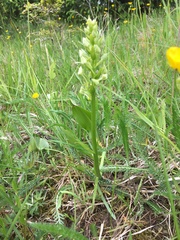 Platanthera bifolia
