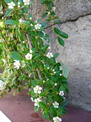 Cotoneaster dammeri