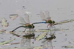 Anax junius