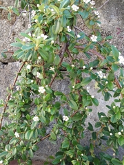 Cotoneaster dammeri