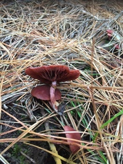 Tubaria rufofulva