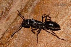 Paltothyreus tarsatus